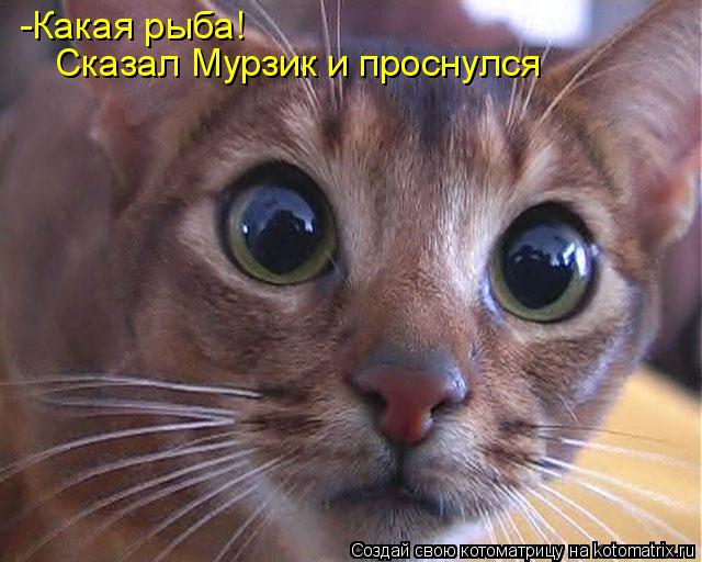 -Какая рыба! Сказал Мурзик и проснулся... Котоматрица: -Какая рыба! Сказал Мурзик и проснулся