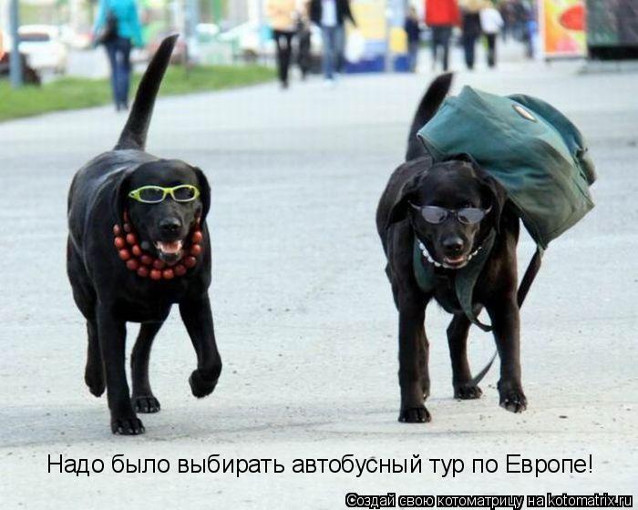 Котоматрица: Надо было выбирать автобусный тур по Европе!