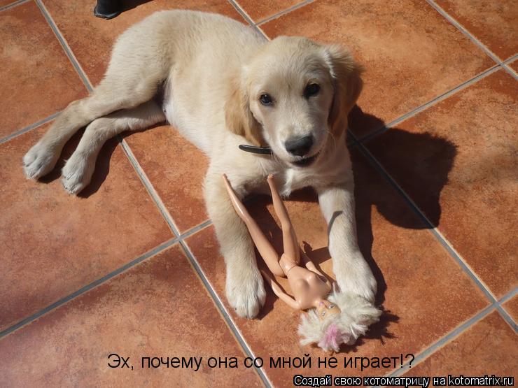 Котоматрица: Эх, почему она со мной не играет!?