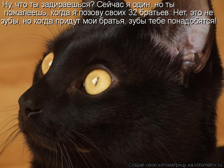 Котоматрица: Ну, что ты задираешься? Сейчас я один, но ты  пожалеешь, когда я позову своих 32 братьев. Нет, это не  зубы, но когда придут мои братья, зубы тебе 