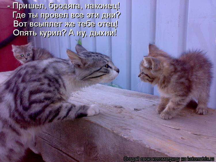 - Пришел, бродяга, наконец! Где ты провел все эти дни? Вот всыплет же тебе отец! Опять курил? А ну, д... Котоматрица: - Пришел, бродяга, наконец! Где ты провел все эти дни? Вот всыплет же тебе отец! Опять курил? А ну, дыхни!