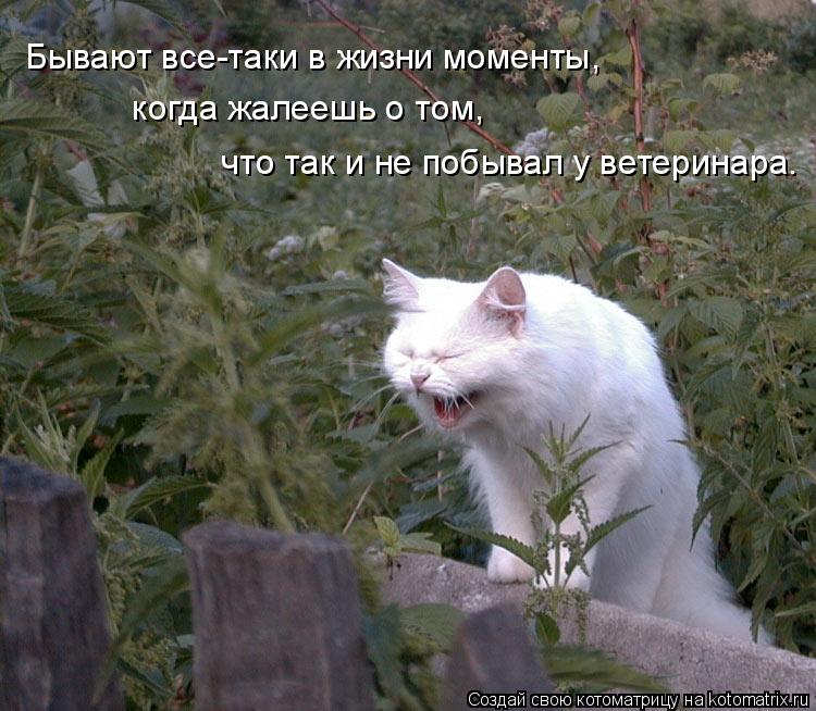 Бывают все-таки в жизни моменты, когда жалеешь о том, что так и не побывал у ветеринара.... Котоматрица: Бывают все-таки в жизни моменты, когда жалеешь о том, что так и не побывал у ветеринара.