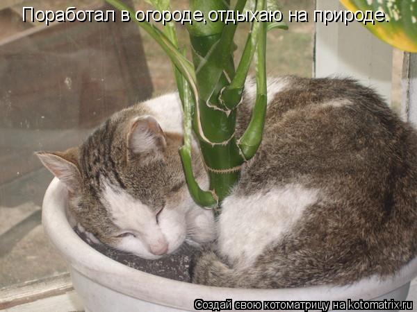 Котоматрица: Поработал в огороде,отдыхаю на природе.