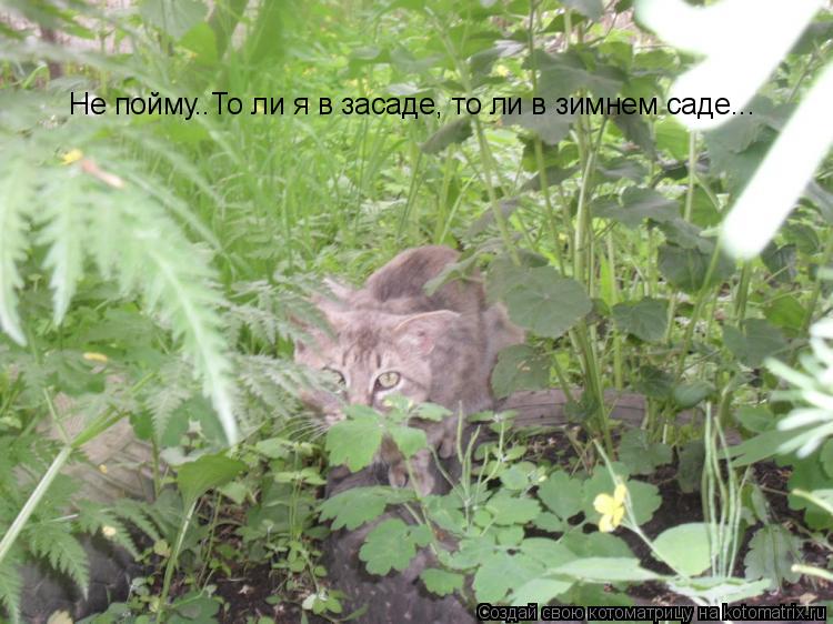 Котоматрица: Не пойму..То ли я в засаде, то ли в зимнем саде...