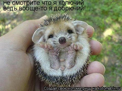 Котоматрица: не смотрите что я колючий ведь вобще-то я добрючий!