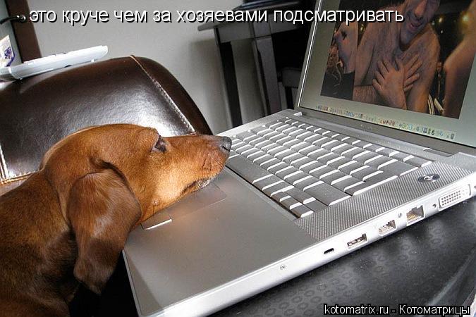 Котоматрица: это круче чем за хозяевами подсматривать