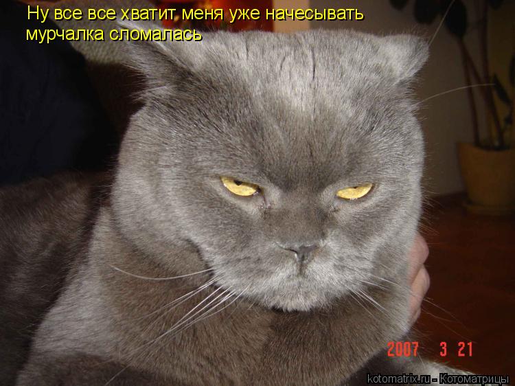 Котоматрица: Ну все все хватит меня уже начесывать мурчалка сломалась