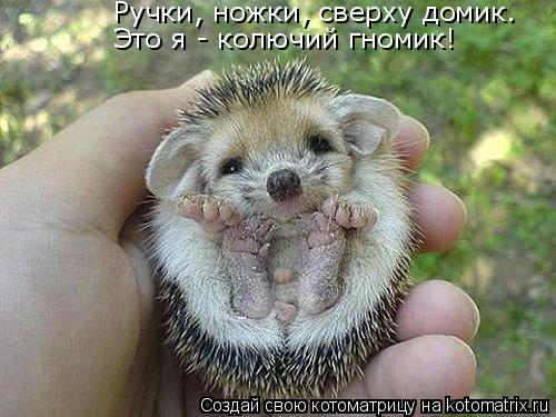 Ручки, ножки, сверху домик. Это я - колючий гномик!... Котоматрица: Ручки, ножки, сверху домик. Это я - колючий гномик!