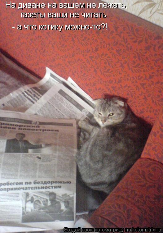 На диване на вашем не лежать, газеты ваши не читать - а что котику можно-то?!... Котоматрица: На диване на вашем не лежать, газеты ваши не читать - а что котику можно-то?!