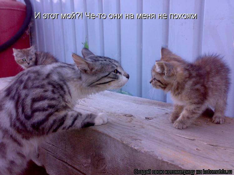 И этот мой?! Че-то они на меня не похожи... Котоматрица: И этот мой?! Че-то они на меня не похожи