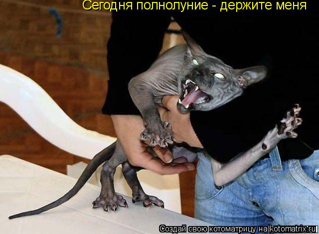 Сегодня полнолуние - держите меня... Котоматрица: Сегодня полнолуние - держите меня