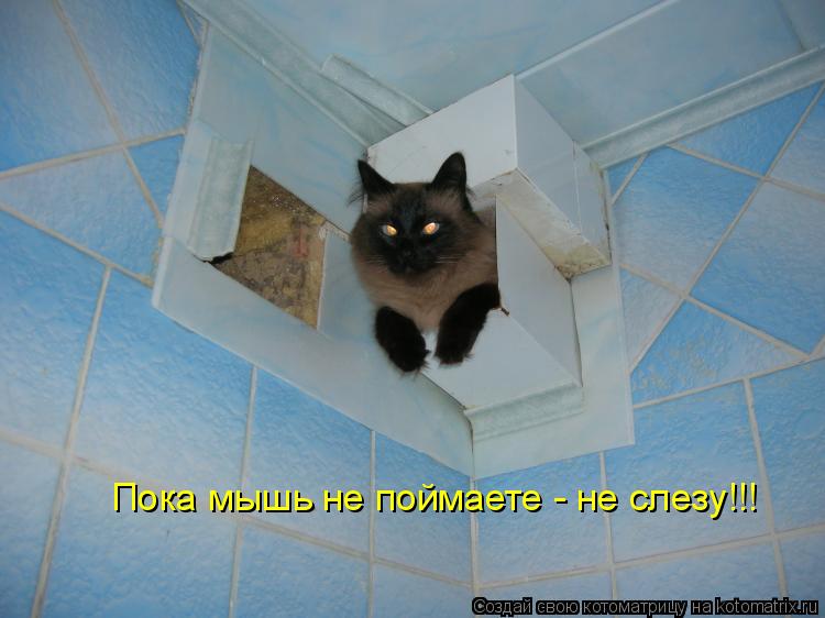 Пока мышь не поймаете - не слезу!!!... Котоматрица: Пока мышь не поймаете - не слезу!!!
