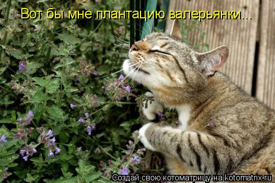 Вот бы мне плантацию валерьянки...... Котоматрица: Вот бы мне плантацию валерьянки...