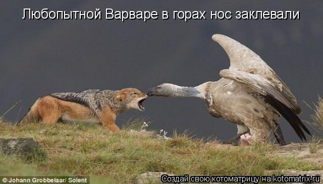Любопытной Варваре в горах нос заклевали... Котоматрица: Любопытной Варваре в горах нос заклевали