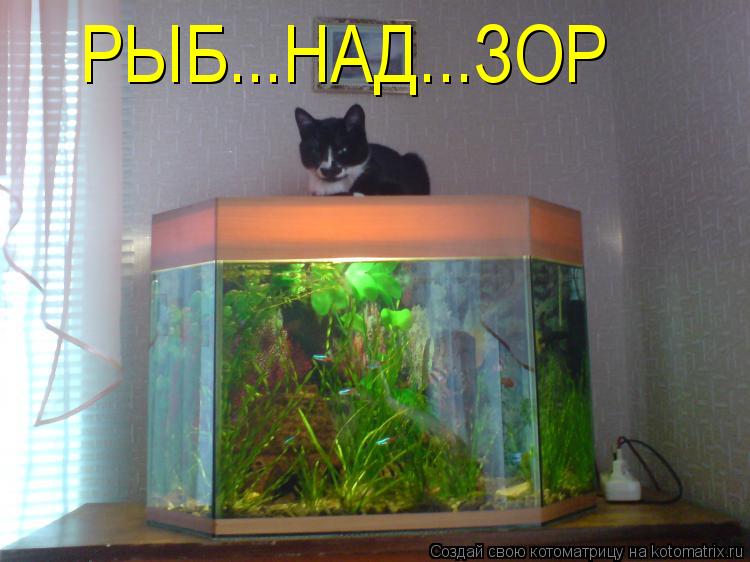 Котоматрица: РЫБ...НАД...ЗОР