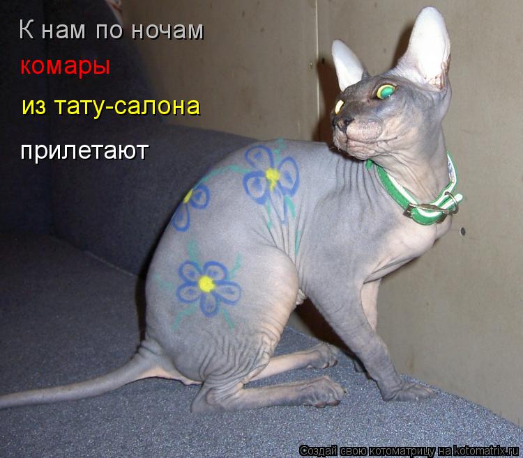 Котоматрица: К нам по ночам комары из тату-салона прилетают