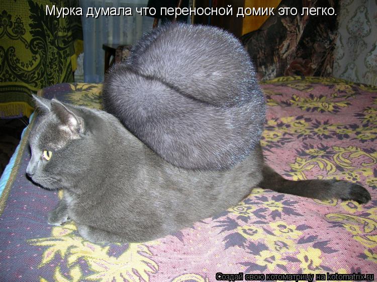 Котоматрица: Мурка думала что переносной домик это легко.