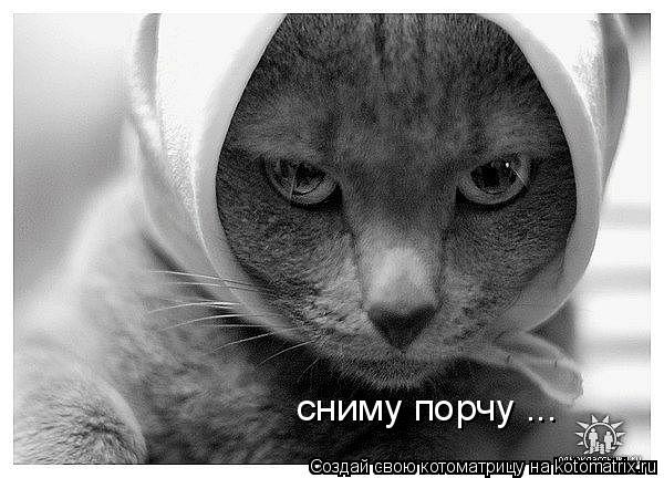 Котоматрица: сниму порчу ...