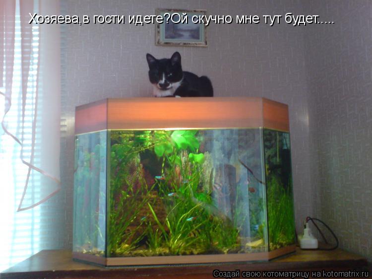 Хозяева,в гости идете?Ой скучно мне тут будет........ Котоматрица: Хозяева,в гости идете?Ой скучно мне тут будет.....
