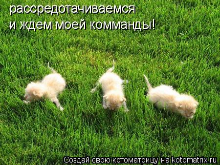 Котоматрица: рассредотачиваемся  и ждем моей комманды! рассредотачиваемся