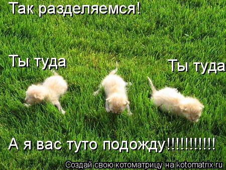 Котоматрица: Так разделяемся! Ты туда Ты туда А я вас туто подожду!!!!!!!!!!!
