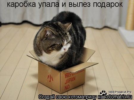 каробка упала и вылез подарок... Котоматрица: каробка упала и вылез подарок
