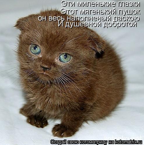 Эти миленькие глазки Этот мягенький пушок он весь наполненый ласкою И душевной добротой... Котоматрица: Эти миленькие глазки Этот мягенький пушок он весь наполненый ласкою И душевной добротой