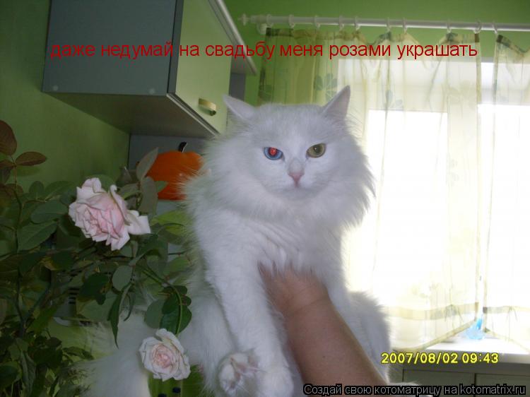 даже недумай на свадьбу меня розами украшать... Котоматрица: даже недумай на свадьбу меня розами украшать