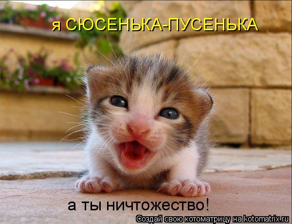 я СЮСЕНЬКА-ПУСЕНЬКА а ты ничтожество!... Котоматрица: я СЮСЕНЬКА-ПУСЕНЬКА а ты ничтожество!