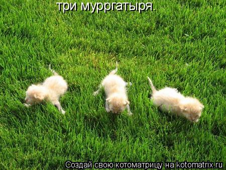 три мурргатыря.... Котоматрица: три мурргатыря.