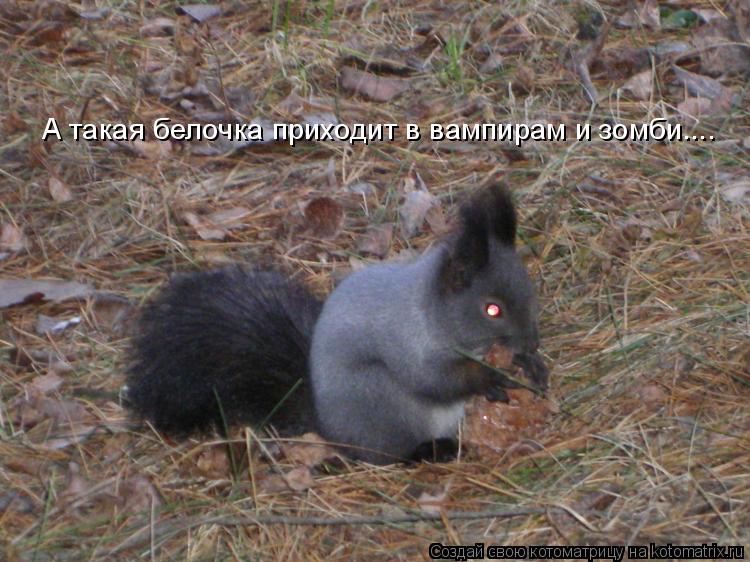 А такая белочка приходит в вампирам и зомби....... Котоматрица: А такая белочка приходит в вампирам и зомби....