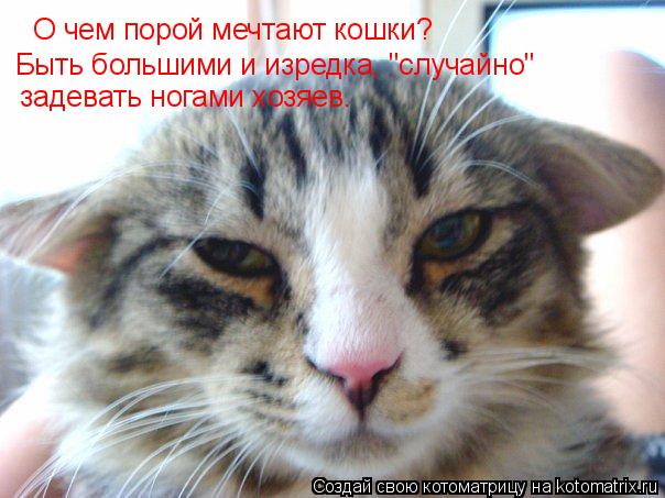 О чем порой мечтают кошки? Быть большими и изредка, "случайно" задевать ногами хозяев.... Котоматрица: О чем порой мечтают кошки? Быть большими и изредка, "случайно" задевать ногами хозяев.