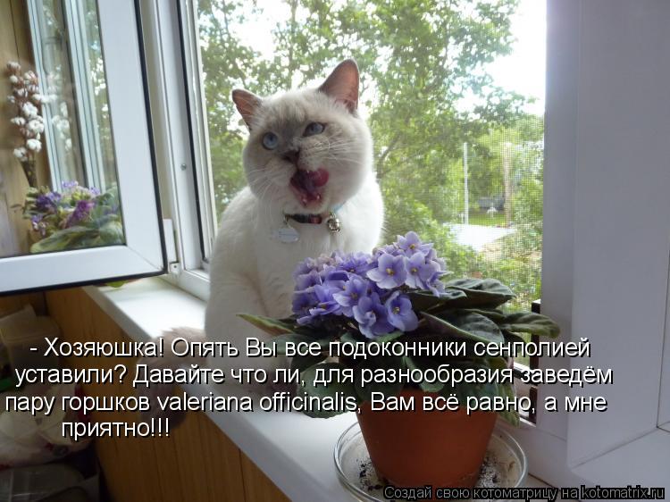 - Хозяюшка! Опять Вы все подоконники сенполией уставили? Давайте что ли, для разнообразия заведём пар... Котоматрица: - Хозяюшка! Опять Вы все подоконники сенполией уставили? Давайте что ли, для разнообразия заведём пару горшков valeriana officinalis, Вам всё равно, а