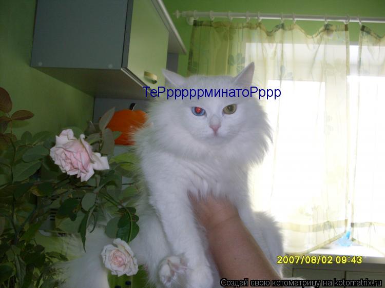 ТеРрррррминатоРррр... Котоматрица: ТеРрррррминатоРррр