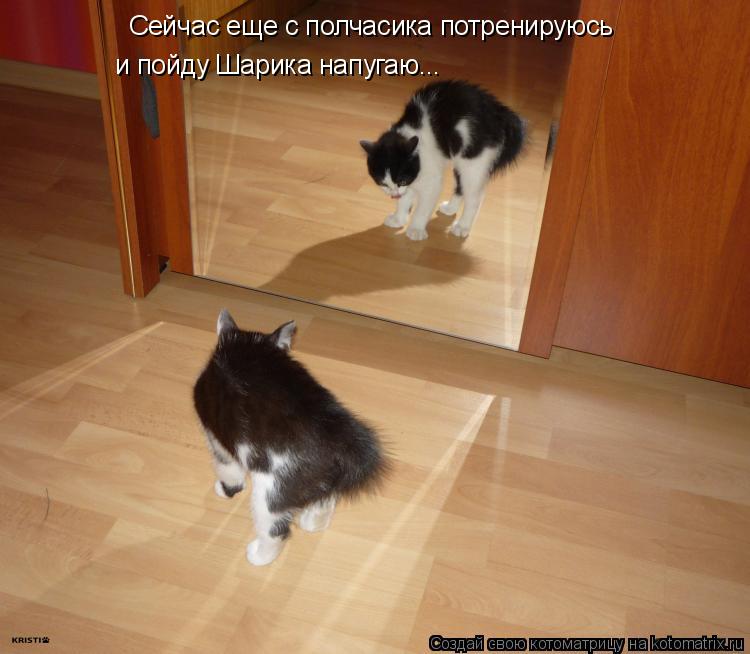 Сейчас еще с полчасика потренируюсь и пойду Шарика напугаю...... Котоматрица: Сейчас еще с полчасика потренируюсь и пойду Шарика напугаю...