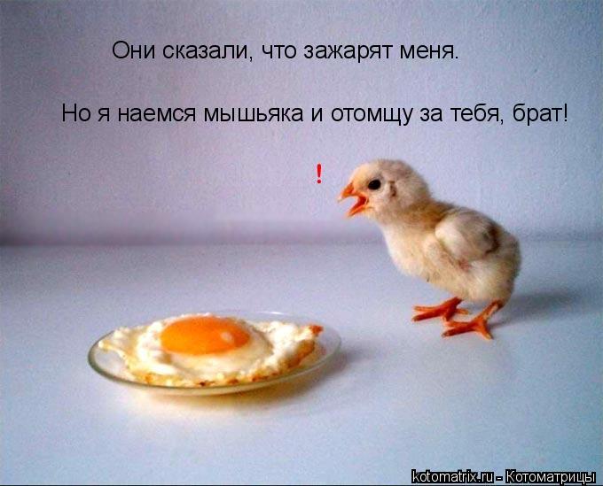 Они сказали, что зажарят меня. Но я наемся мышьяка и отомщу за тебя, брат!... Котоматрица: Они сказали, что зажарят меня. Но я наемся мышьяка и отомщу за тебя, брат!