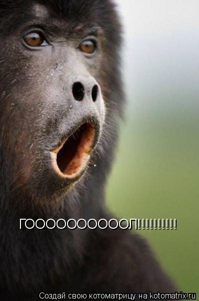 ГООООООООООЛ!!!!!!!!!!... Котоматрица: ГООООООООООЛ!!!!!!!!!!