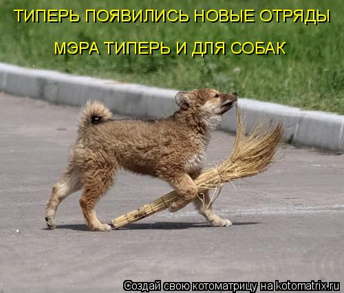 ТИПЕРЬ ПОЯВИЛИСЬ НОВЫЕ ОТРЯДЫ МЭРА ТИПЕРЬ И ДЛЯ СОБАК... Котоматрица: ТИПЕРЬ ПОЯВИЛИСЬ НОВЫЕ ОТРЯДЫ МЭРА ТИПЕРЬ И ДЛЯ СОБАК