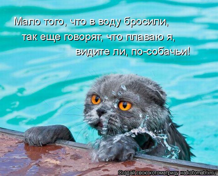 Мало того, что в воду бросили, так еще говорят, что плаваю я, видите ли, по-собачьи!... Котоматрица: Мало того, что в воду бросили, так еще говорят, что плаваю я, видите ли, по-собачьи!