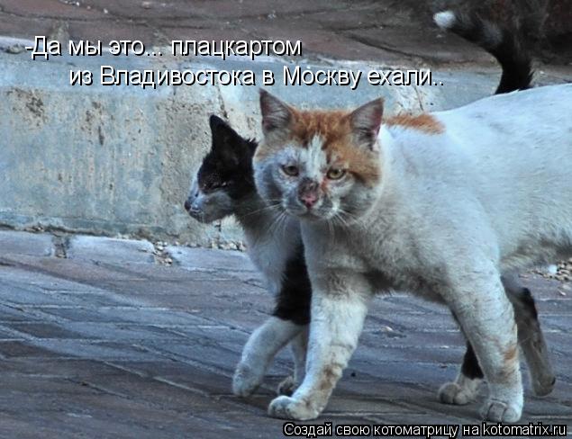 -Да мы это... плацкартом из Владивостока в Москву ехали..... Котоматрица: -Да мы это... плацкартом из Владивостока в Москву ехали..