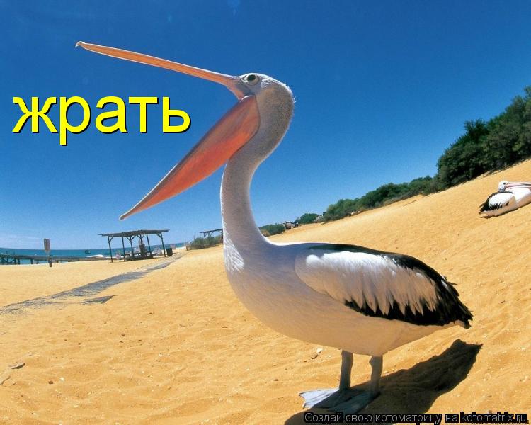 жрать... Котоматрица: жрать