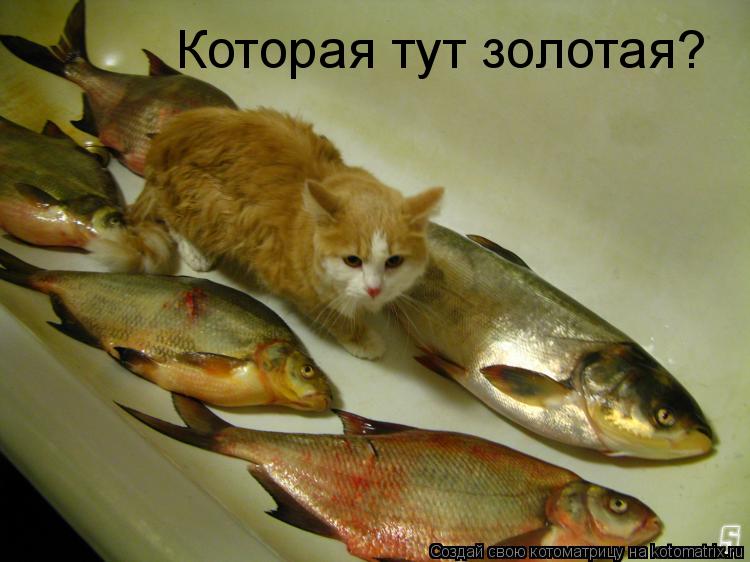 Которая тут золотая?... Котоматрица: Которая тут золотая?