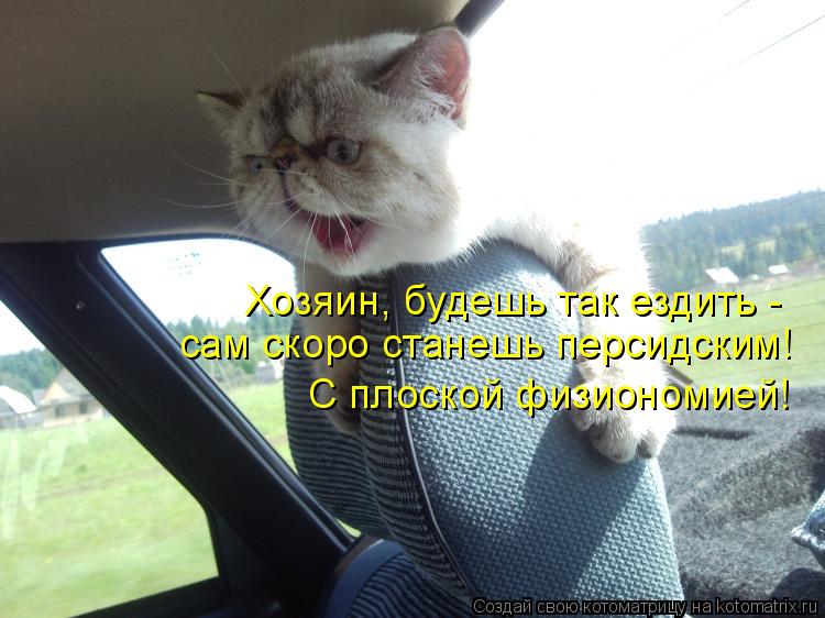 Хозяин, будешь так ездить - сам скоро станешь персидским! С плоской физиономией!... Котоматрица: Хозяин, будешь так ездить - сам скоро станешь персидским! С плоской физиономией!
