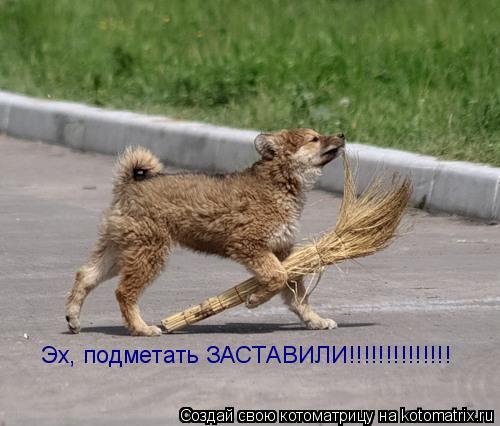 Эх, подметать ЗАСТАВИЛИ!!!!!!!!!!!!!!... Котоматрица: Эх, подметать ЗАСТАВИЛИ!!!!!!!!!!!!!!