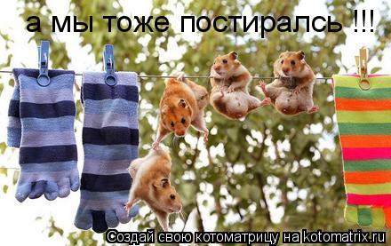 а мы тоже постиралсь !!!... Котоматрица: а мы тоже постиралсь !!!