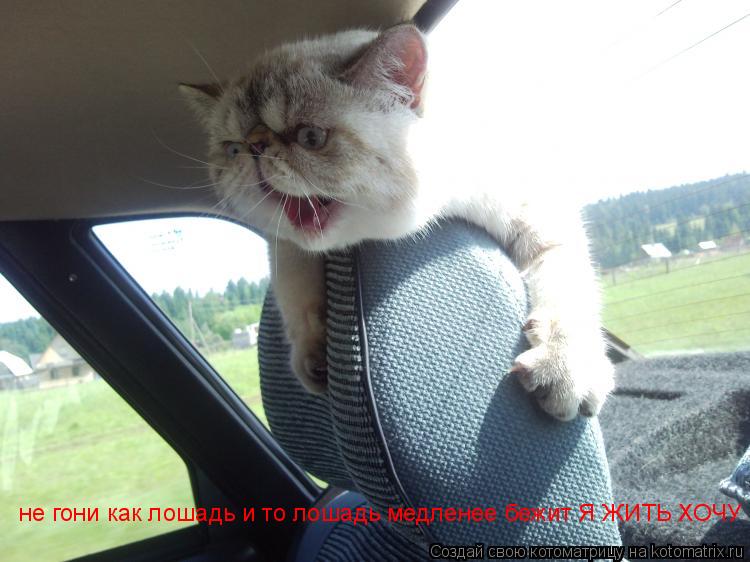 не гони как лошадь и то лошадь медленее бежит Я ЖИТЬ ХОЧУ... Котоматрица: не гони как лошадь и то лошадь медленее бежит Я ЖИТЬ ХОЧУ