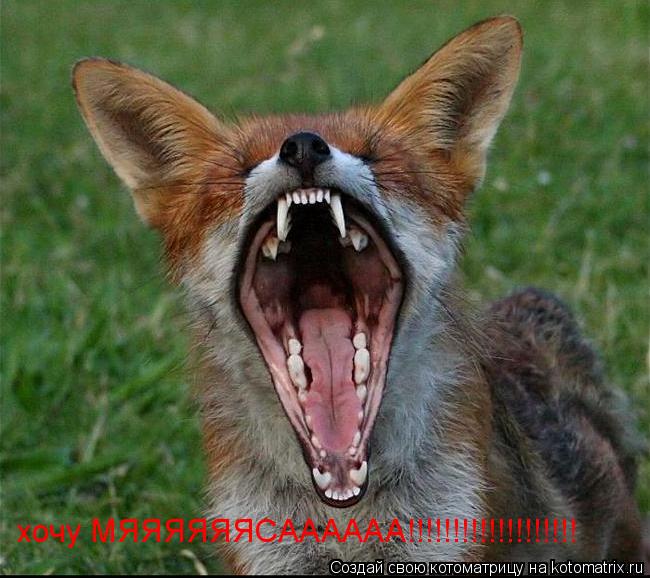 хочу МЯЯЯЯЯЯСАААААА!!!!!!!!!!!!!!!!!!!... Котоматрица: хочу МЯЯЯЯЯЯСАААААА!!!!!!!!!!!!!!!!!!!