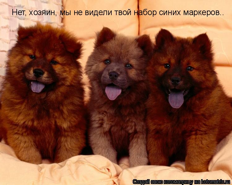 Нет, хозяин, мы не видели твой набор синих маркеров..... Котоматрица: Нет, хозяин, мы не видели твой набор синих маркеров..