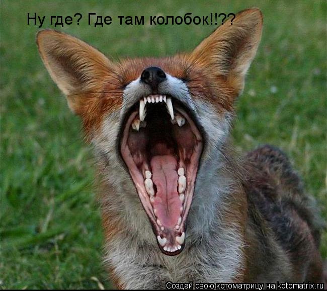 Ну где? Где там колобок!!??... Котоматрица: Ну где? Где там колобок!!??