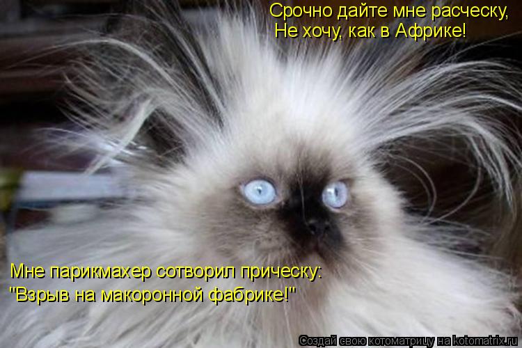 Срочно дайте мне расческу, Не хочу, как в Африке! Мне парикмахер сотворил прическу: "Взрыв на макорон... Котоматрица: Срочно дайте мне расческу, Не хочу, как в Африке! Мне парикмахер сотворил прическу: "Взрыв на макоронной фабрике!"